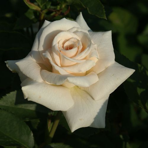 Fehér, vajszínű középpel - Csokros virágú - magastörzsű rózsafa- bokros koronaforma